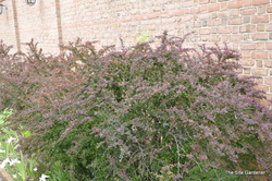 Berberis thunbergii f. atropurpurea 'Rose Glow' — photo 3